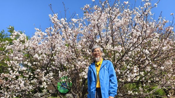 #中山樓 #陽明公園 #十八份 #墨染櫻 #吉野櫻 #唐棉 #小實女貞 #大紅蛺蝶 #夕陽 3/13017021