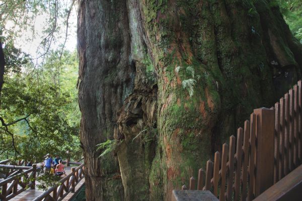 特富野古道、鹿林神木、塔塔加雲海154477