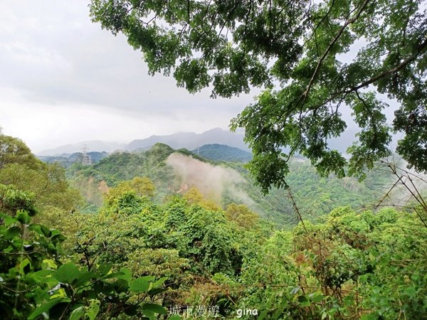 【台中霧峰】低海拔生態林相悠美。 奧山步道、桐林花廊步道、樟樹林步道、北坑溪步道O繞2570491