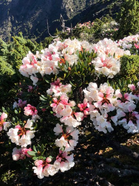 202505八大秀2874050