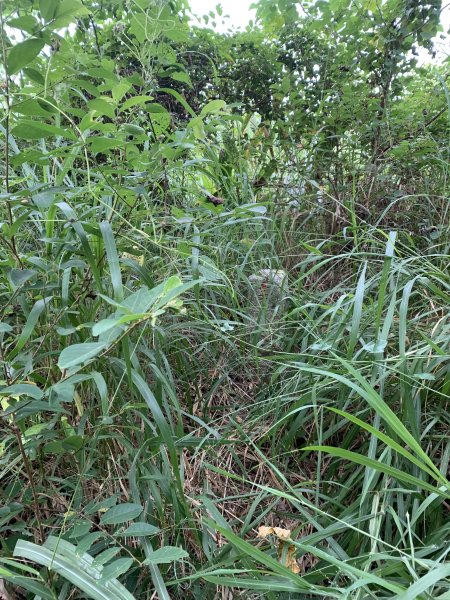 20251024台南大坪山2925605