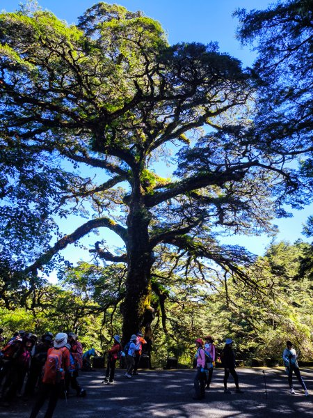 2025-08-24 塔塔加-大鐵杉-鹿林山莊-鹿林前山-鹿林山-黑森林-玉山登山口-上東埔2869078