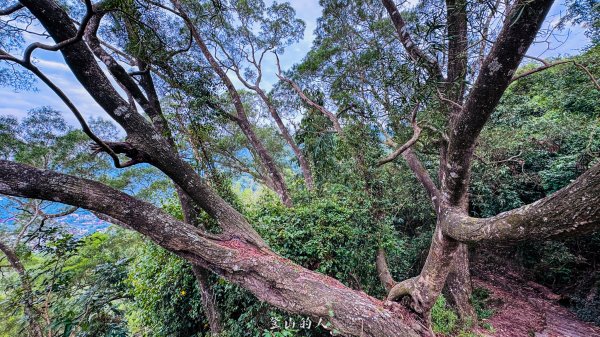 水沙漣古道｜二坪山2979988