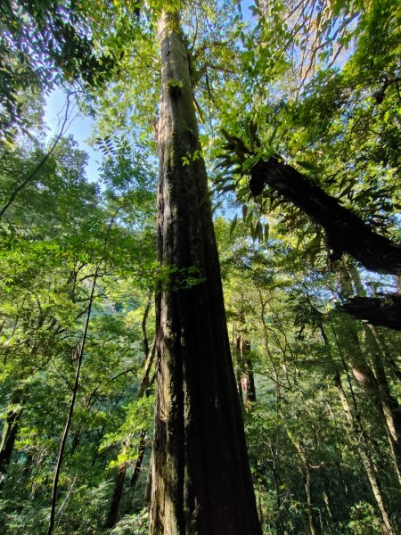 司馬庫斯神木群（西丘斯山、雪白山、東泰野寒山）2203606