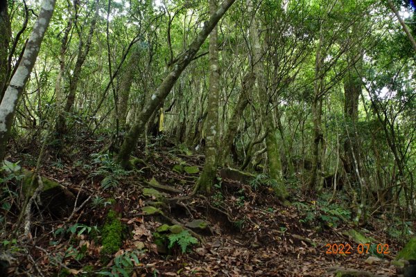 桃園 復興 夫婦山1751563