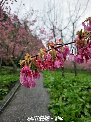【台中和平】2026福壽山農場千櫻園賞櫻季3010674