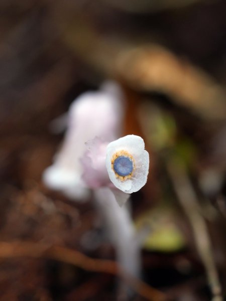 三崠連走O繞-肥崠(長壽)山-大崠山-醜崠山 202605313074254