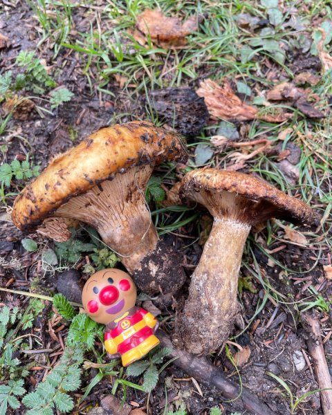 川藏33天深度之旅💙#稻城亞丁-來古冰川2902351