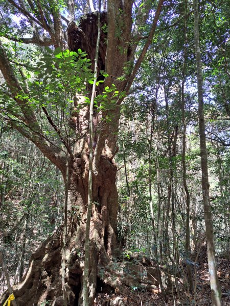 小出山(惠蓀林場上)202304162118310