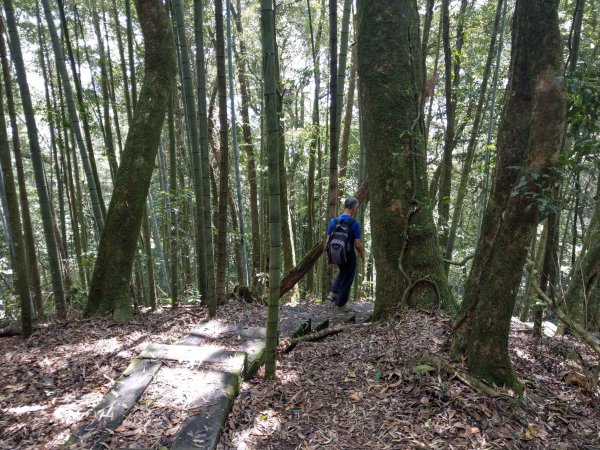 石壁山(小百岳#55)及嘉南雲峰。穿越武俠電影場景之孟宗竹林區1363346