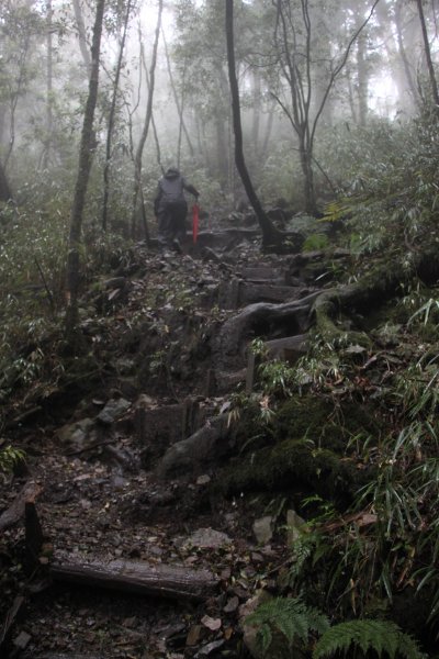 【谷關七雄】馬崙新山步道598032