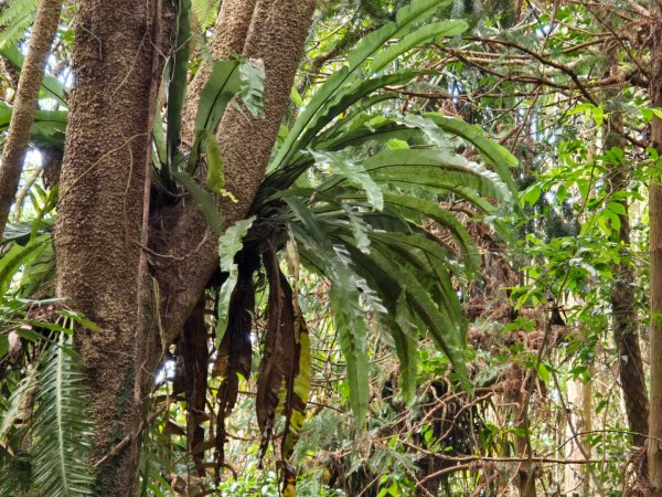 馬那邦山之雲海／雲瀑／楓紅／太陽琉璃光2668307