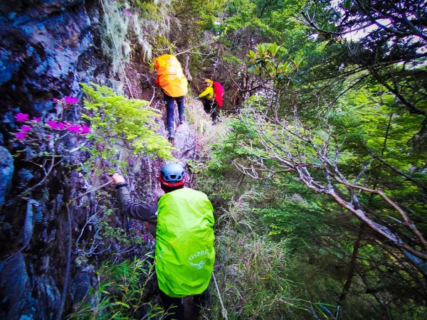 D202105016 【 四大障礙 奇萊東稜】太魯閣大山。轉角遇見 消失中的愛神仙履-奇萊喜普鞋蘭  鐵線斷崖