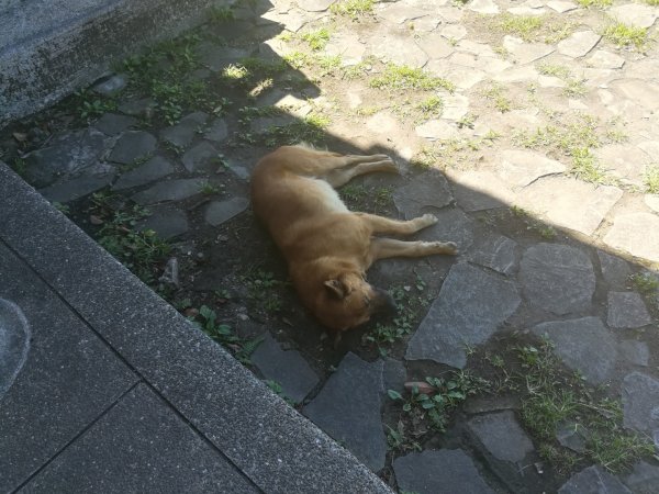 冷苗步道-七星公園-夢幻湖-冷水坑O形668582