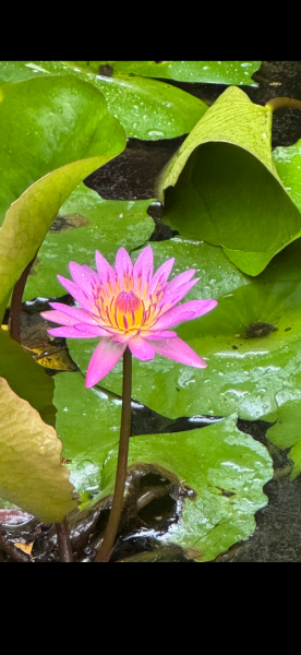 大艽芎古道縱走 新/溪州山(小百岳#23) 出溪州公園2893953