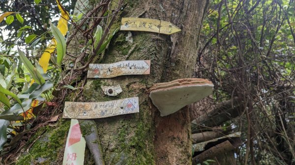 112.04.04王公坑山-烏塗窟山之開滿血藤花2120585