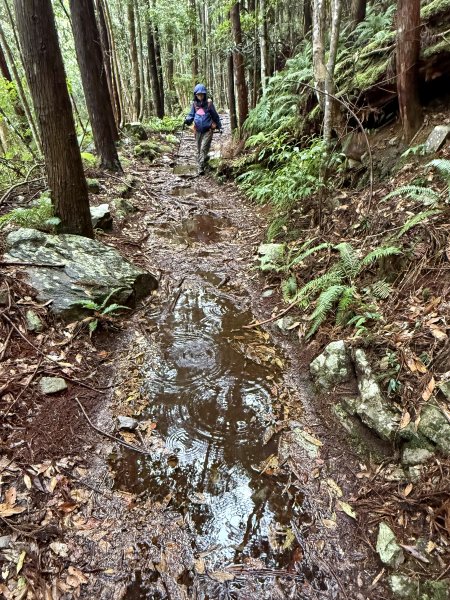 回程下雨的 松鶴上 八仙山 202510252925760