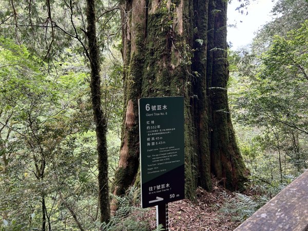 拉拉山神木群3044604