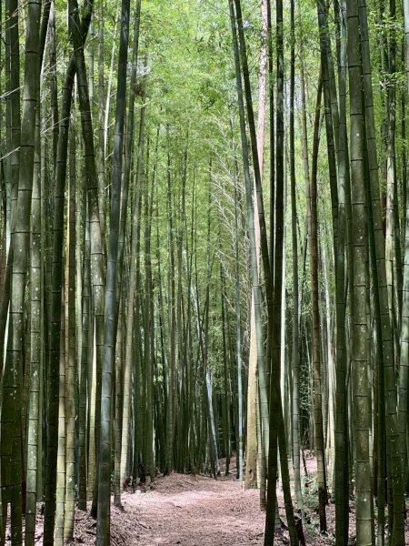 嵐山再古坑。五元兩角 木馬古道2806164