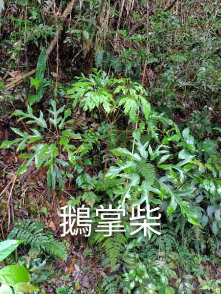 關刀山西峰 關刀山 關刀山東峰 西關刀山北峰 西關刀山北北峰2891033