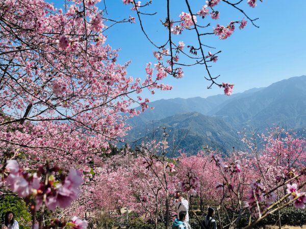 1120305山上人家-鵝公髻山2056722