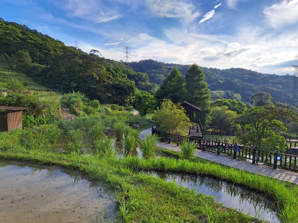 2026微笑山線樟樹步道3103320