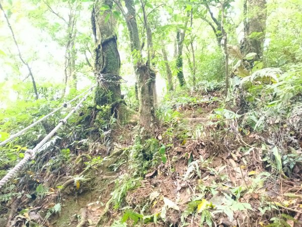 雙溪區打鐵寮山-鶯子嶺-坪溪山-烏山63號-烏山越嶺古道(坪溪山北峰)P字走3023739