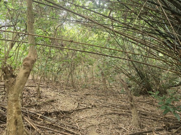 2026-02-01 靈山古道2991712