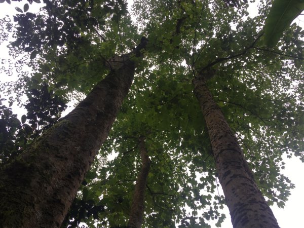 十溪（十一指古道、水中土地公、大艽芎古道、溪石亭、溪洲山、香光山寺⋯2494810