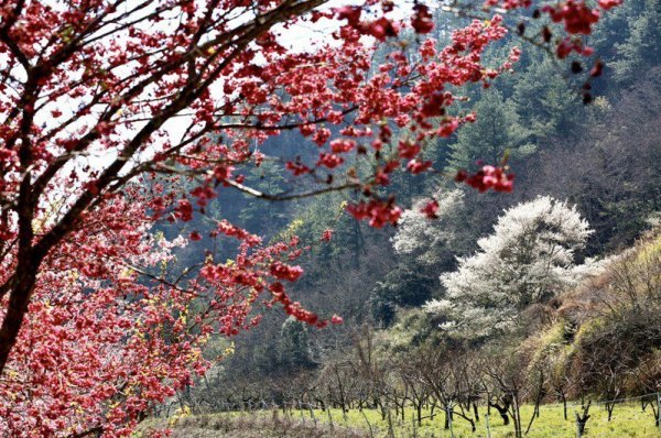 【公告】111年武陵農場櫻花季2月份訂房及交通管制公告