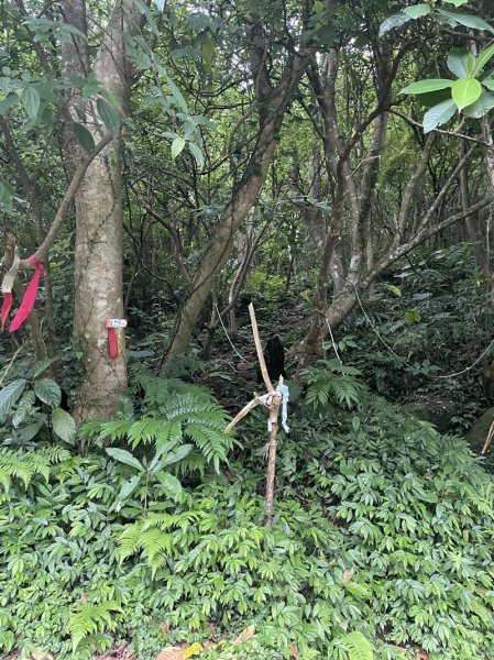 台北大縱走第四段2798709