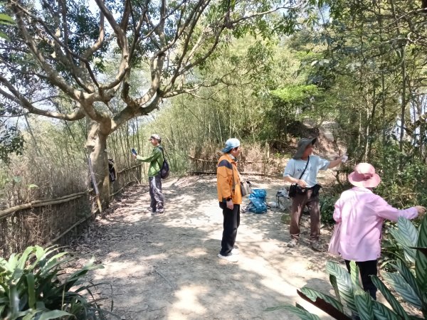 王公坑山血藤花2746269