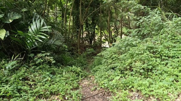 20250607 新竹竹東三山(樹杞林山 - 新具庄山 - 員崠子山)  O型2809075