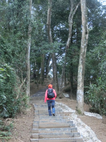 藤坪步道．六寮古道268577