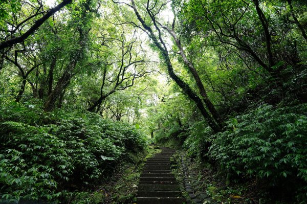 新北 瑞芳 頂子寮山、五分山2615519