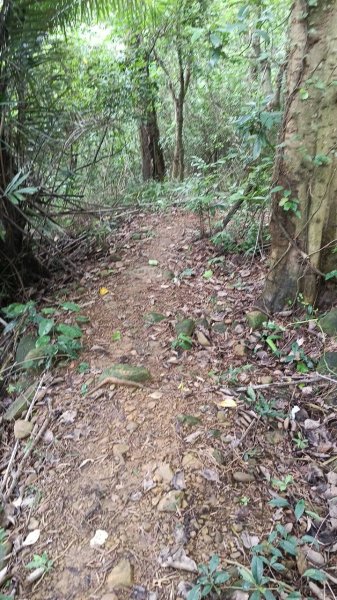 20250607 新竹竹東三山(樹杞林山 - 新具庄山 - 員崠子山)  O型2809068