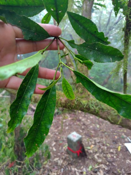 白藍狐貍出狐貍尾/狐貍縱走2796281