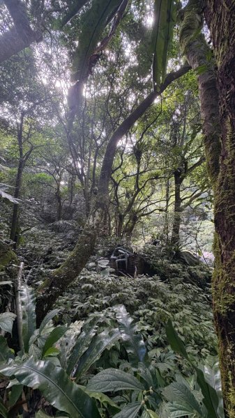 戲水（鴛鴦2786672