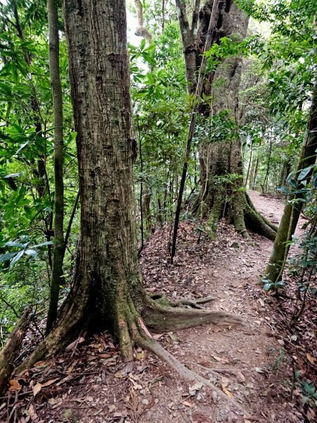 油羅山-2025森遊竹縣皮皮獅探險隊2910106