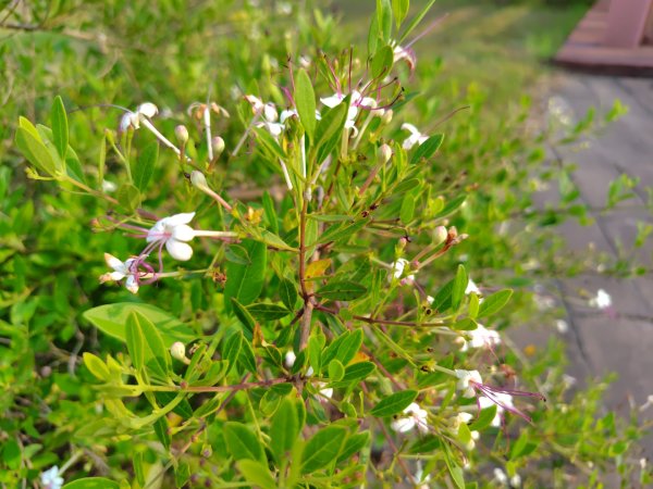 健行筆記雲林近郊山頭及湖山水庫2751682