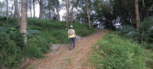 20241020_大山背麒麟步道+毬子山2630816