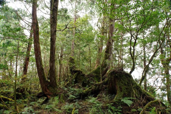 宜蘭 大同 見晴山2890634