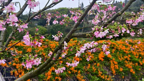 #中山樓 #陽明公園 #十八份 #吉野櫻 #墨染櫻（花葉同開） #山海觀馬場 #黃花風鈴木3011412