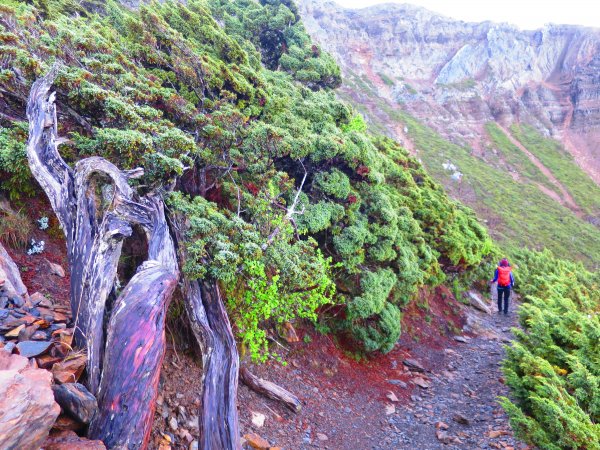 攀上台灣之巔，賞高山花海及島嶼天光1011685