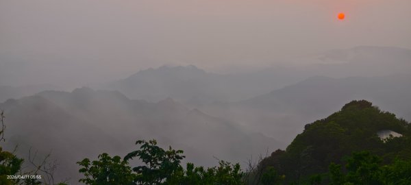 #山羌 #親子檔 #二格山 #日出 #雲海 #晨霧 4/113033450