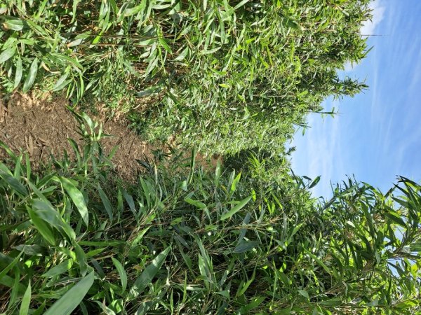 20230911淡蘭古道中段：五分山步道-暖東舊道2446796