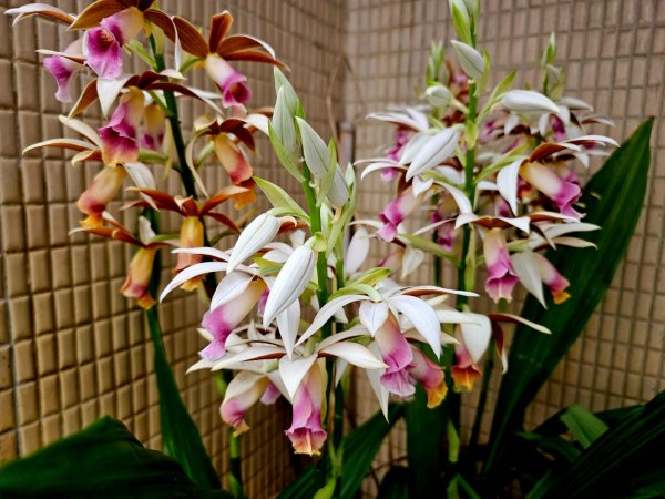 2026年臺北大縱走第六段：中華科技大學至捷運麟光站3026049