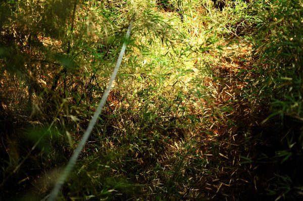 武法奈尾山天巒池872467