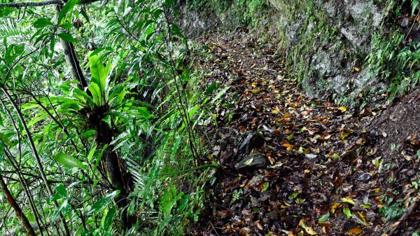 淡蘭古道中路（闊瀨崩山坑環線）989164