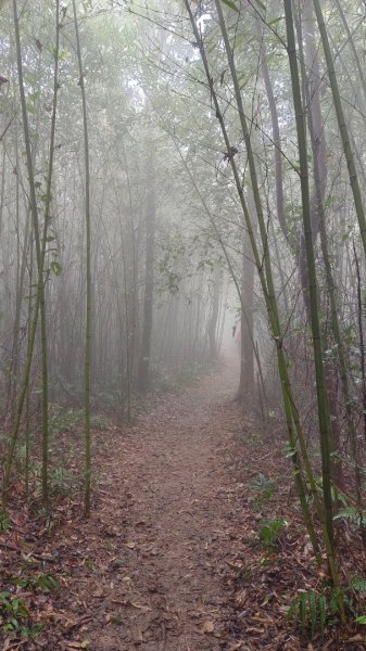 關刀山（出關古道-聖關段）苗栗小百岳1943919